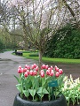 Keukenhof